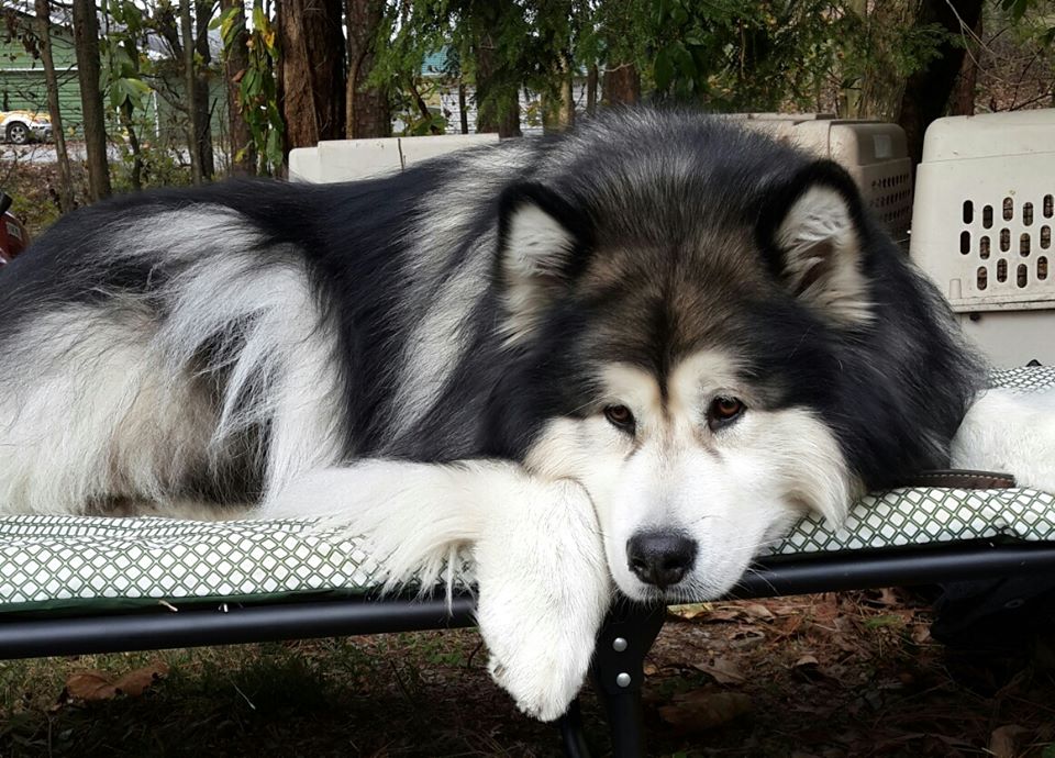 Long hot sale coated malamute