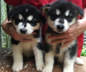 what colors are malamute puppy eyes