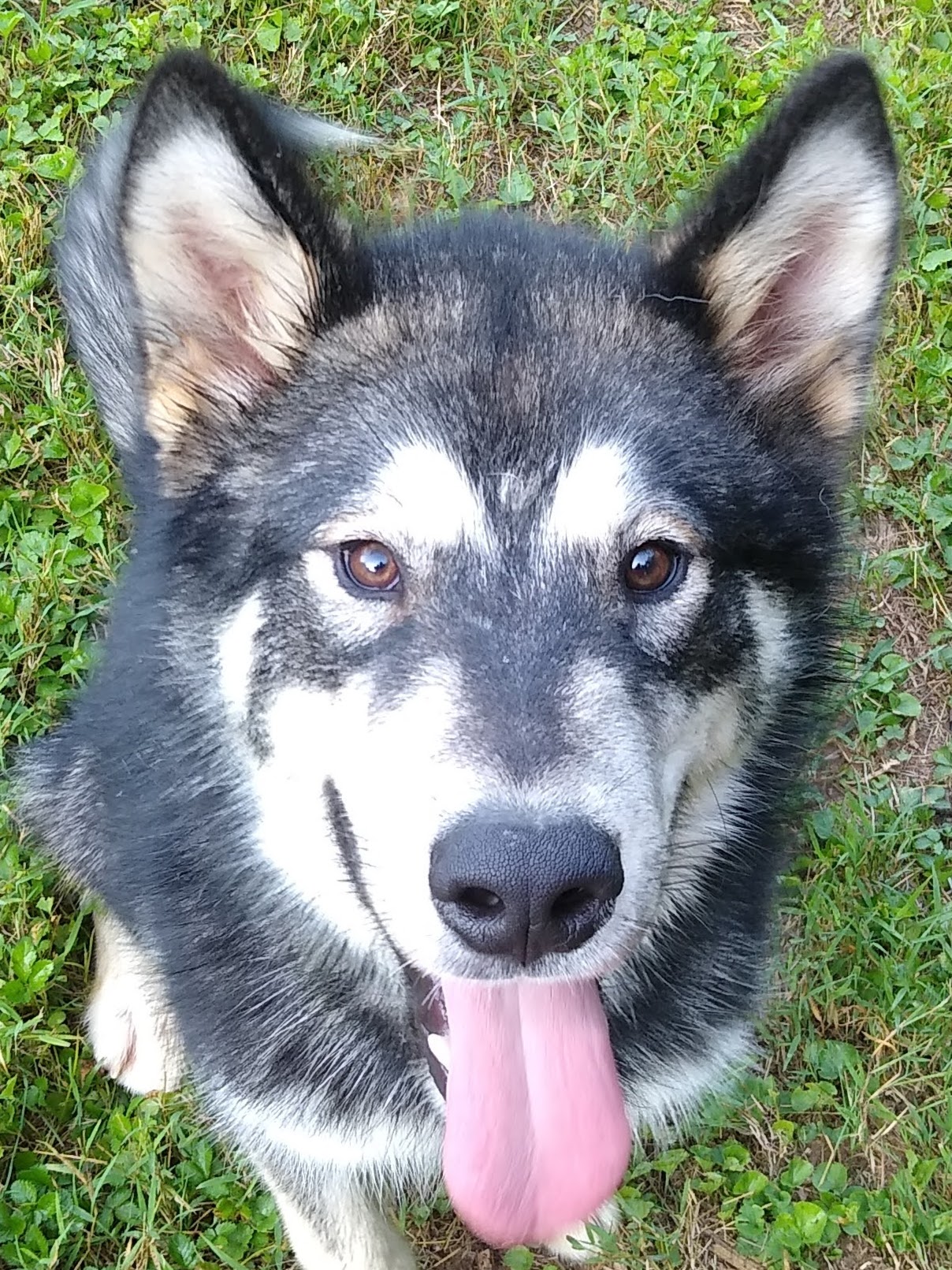 Agouti Malamute